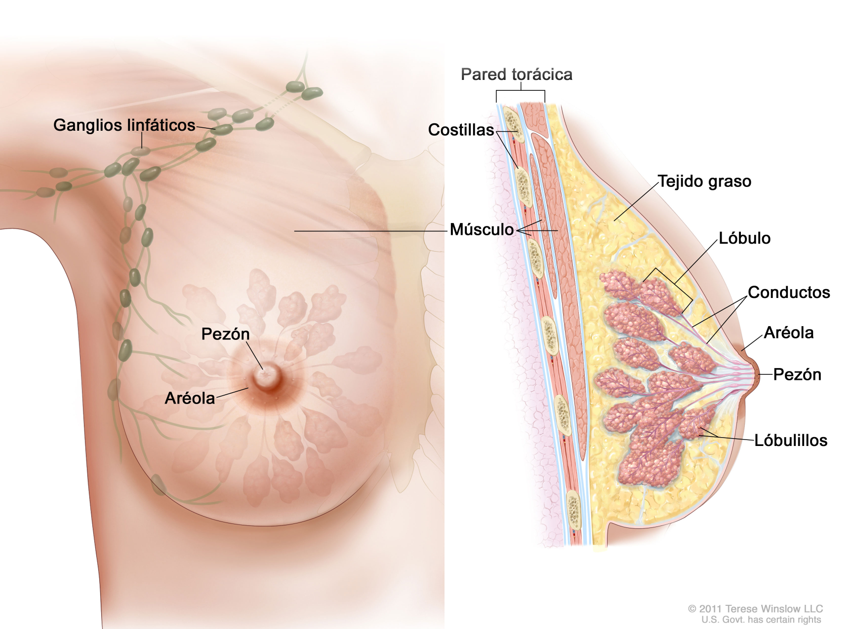 Avances científicos y cáncer de seno 