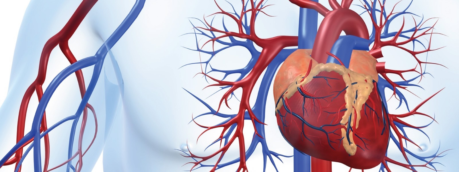 Enfermedades Cardiovasculares Primera Causa De Muerte En El Mundo 1713