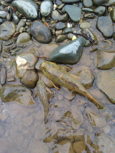 La CVC suspendió lavadero ilegal que produjo una espuma que provocó la muerte de peces en el río Dagua