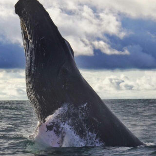 Inicia temporada de avistamiento de ballenas en la región pacífico de Colombia 