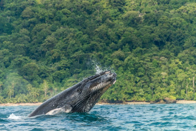 Inicia temporada de avistamiento de ballenas en la región pacífico de Colombia 