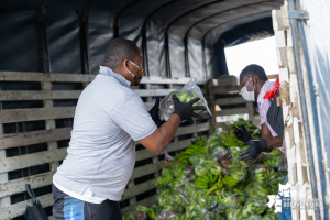 En el marco de la campaña Cosecha Solidaridad, consejos comunitarios aportaron de sus alimentos para la zona urbana de Buenaventura