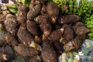 En el marco de la campaña Cosecha Solidaridad, consejos comunitarios aportaron de sus alimentos para la zona urbana de Buenaventura