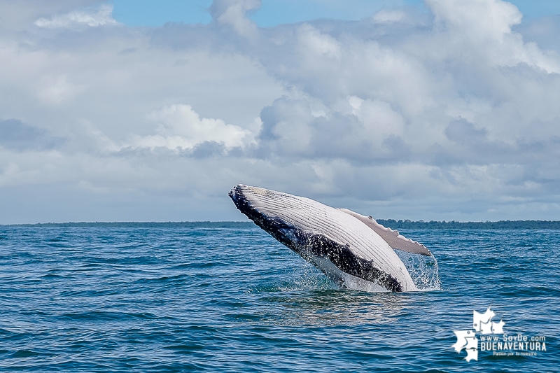 Dirección General Marítima está preparada para recibir las ballenas jorobadas en el pacífico colombiano