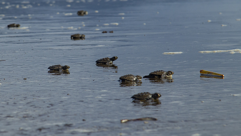 Más de 11.500 huevos y más de 140 nidos de tortuga caguama del pacífico han sido sembrados durante esta temporada reproductiva en las playas del Parque Nacional Natural Sanquianga