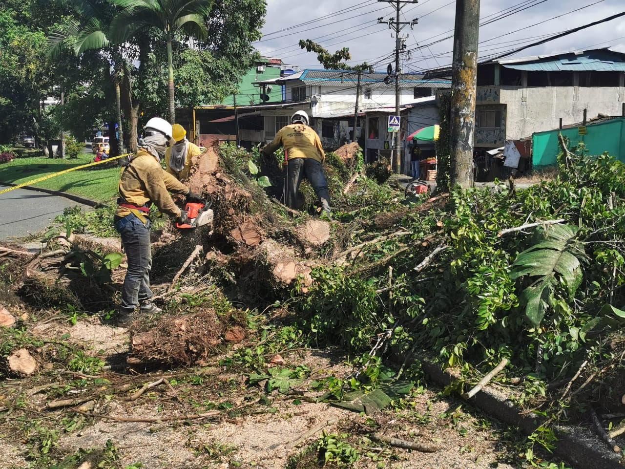 El alcalde encargado de Buenaventura, Mauricio Aguirre Obando supervisó tala y poda de árboles para disminuir riesgos en la ciudadanía