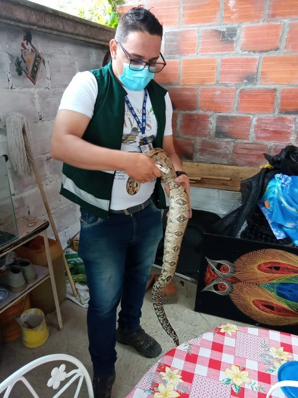 La CVC rescató una boa constrictor en zona urbana de Argelia