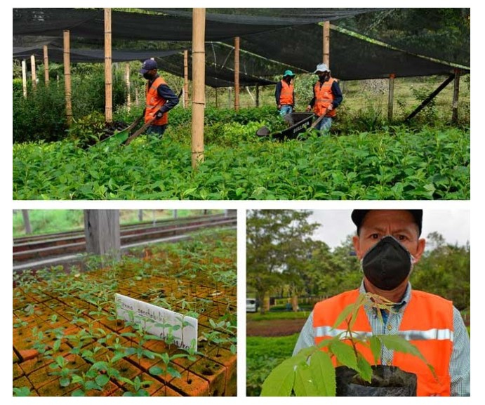 Celsia alcanzó los 5,7 millones de árboles nativos sembrados en Antioquia, Valle y Tolima con su programa ReverdeC