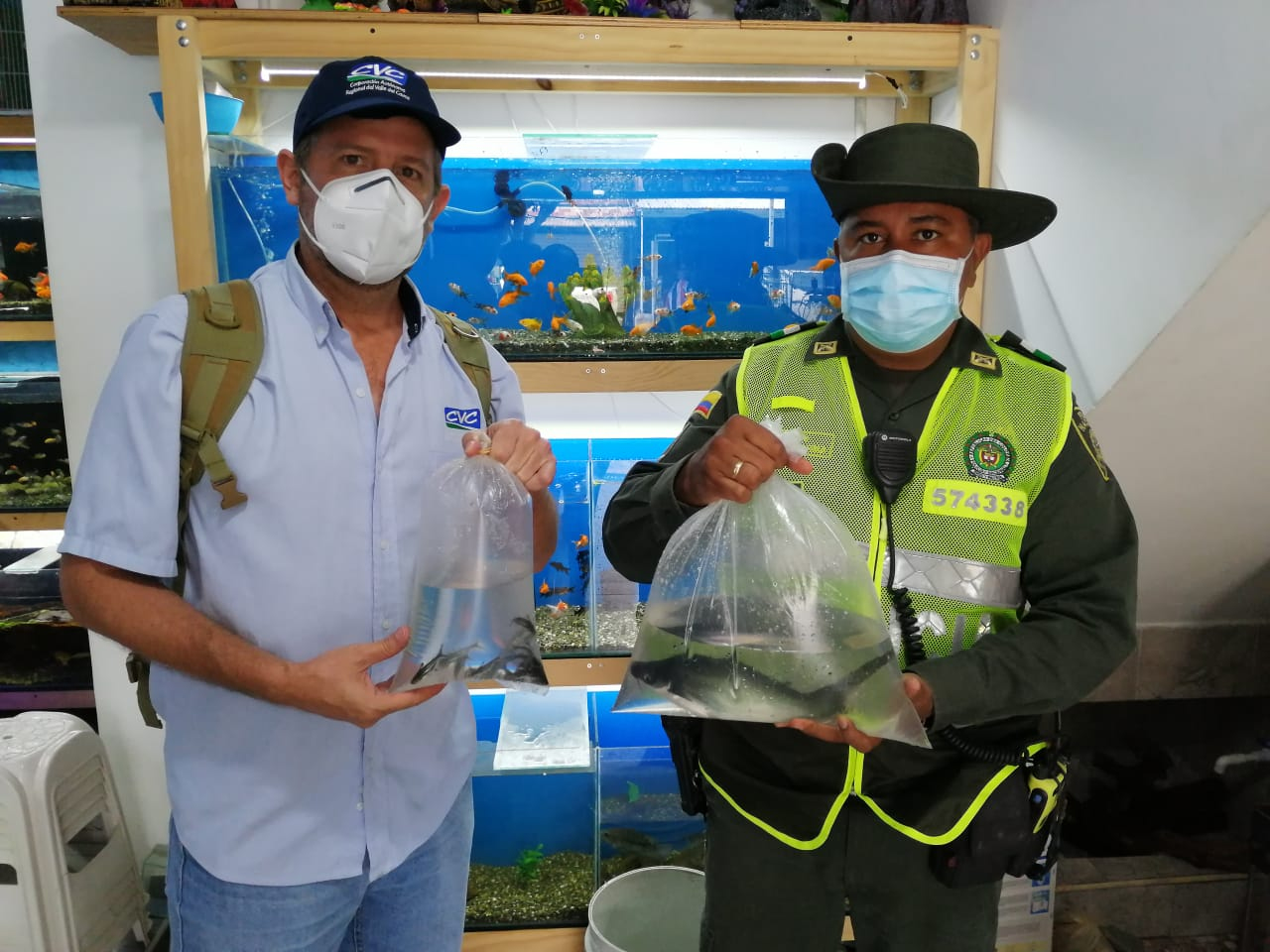 La CVC junto con la Policía Nacional decomisó 16 tiburoncitos en tienda de mascotas de Buga