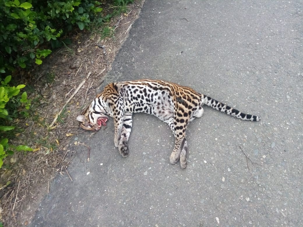 Ocelote atropellado en Toro, Valle, representa una gran pérdida para el ecosistema