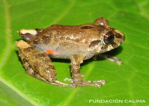 Dos nuevas especies de ranas fueron descubiertas en el Valle del Cauca
