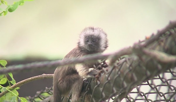 Nació tití gris en resguardo animal de La Unión