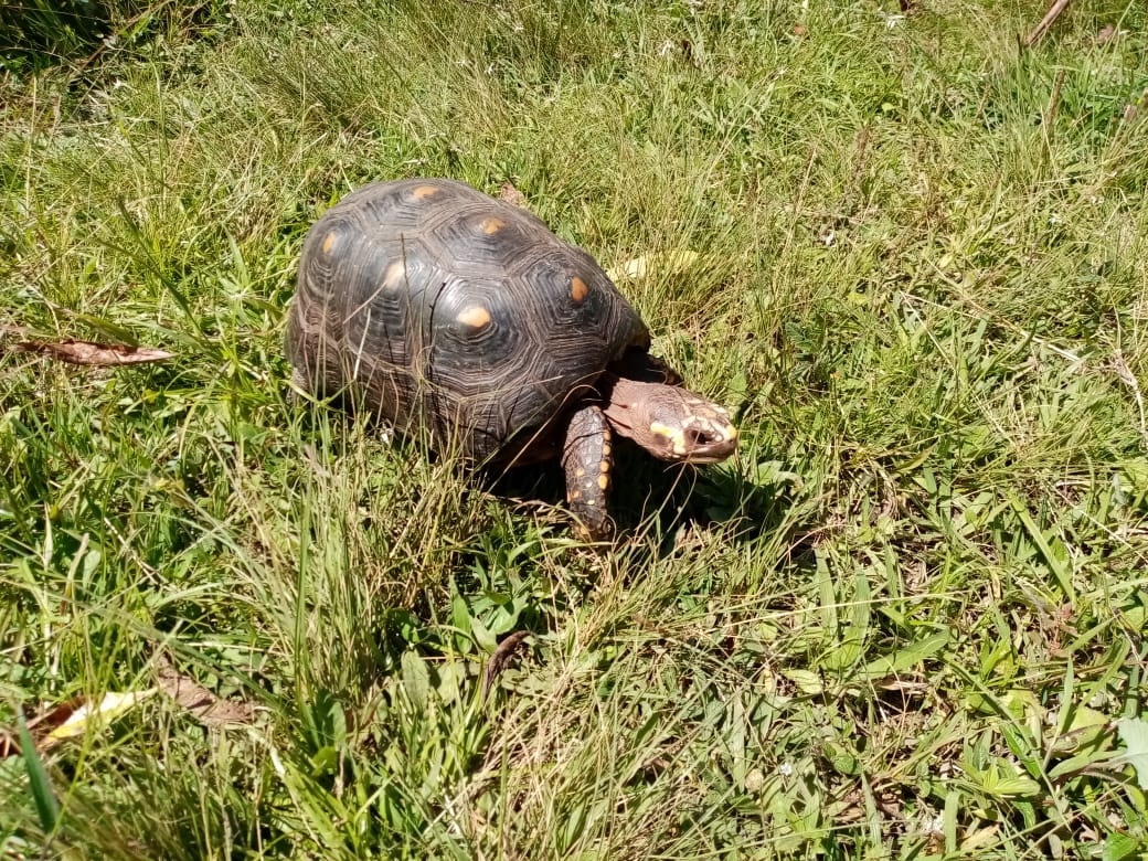 Tortuga fue rescatada en vía de Calima El Darién