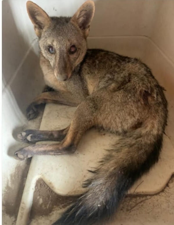 Zorro en mal estado fue rescatado en Riofrío, Valle, y muy pronto volverá a su hábitat