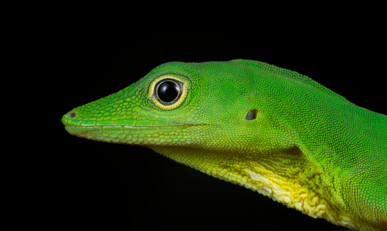 Un atardecer, un cangrejo y un reptil, imágenes ganadoras de concurso de foto ambiental