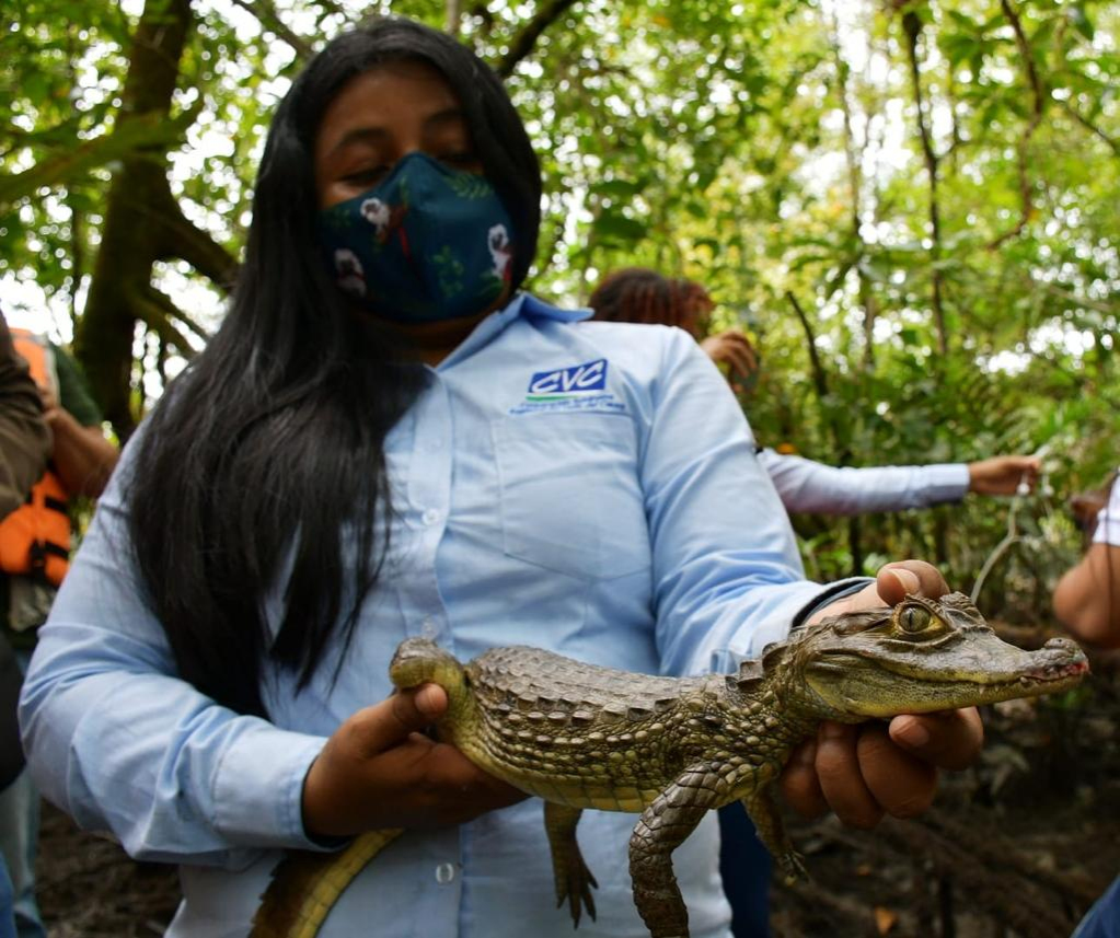 La CVC liberó 83 individuos de especies silvestres, en Buenaventura