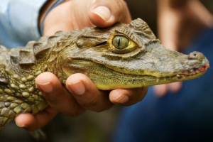 La CVC liberó 83 individuos de especies silvestres, en Buenaventura