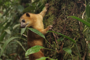 La CVC liberó 83 individuos de especies silvestres, en Buenaventura