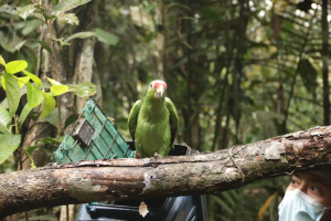 La CVC liberó 83 individuos de especies silvestres, en Buenaventura