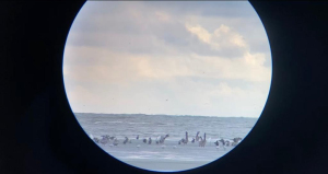 Se inició monitoreo de aves en Punta Soldado, Buenaventura