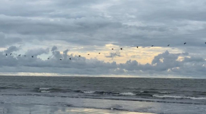 Se inició monitoreo de aves en Punta Soldado, Buenaventura