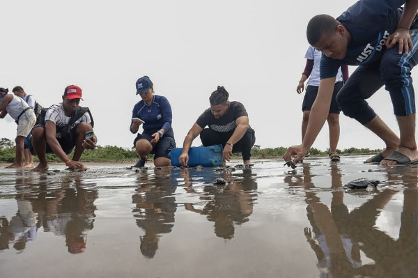 Comunidad ayuda a 200 tortuguitas a llegar al mar en Puerto España zona rural de Buenaventura