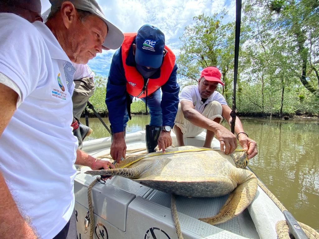 Grupo ambiental de Punta Bonita, zona rural e Buenaventura, liberó tortuga caguama