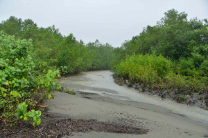 Isla Ají se muestra al mundo, 24600 hectáreas de biodiversidad única en el río Naya, Buenaventura