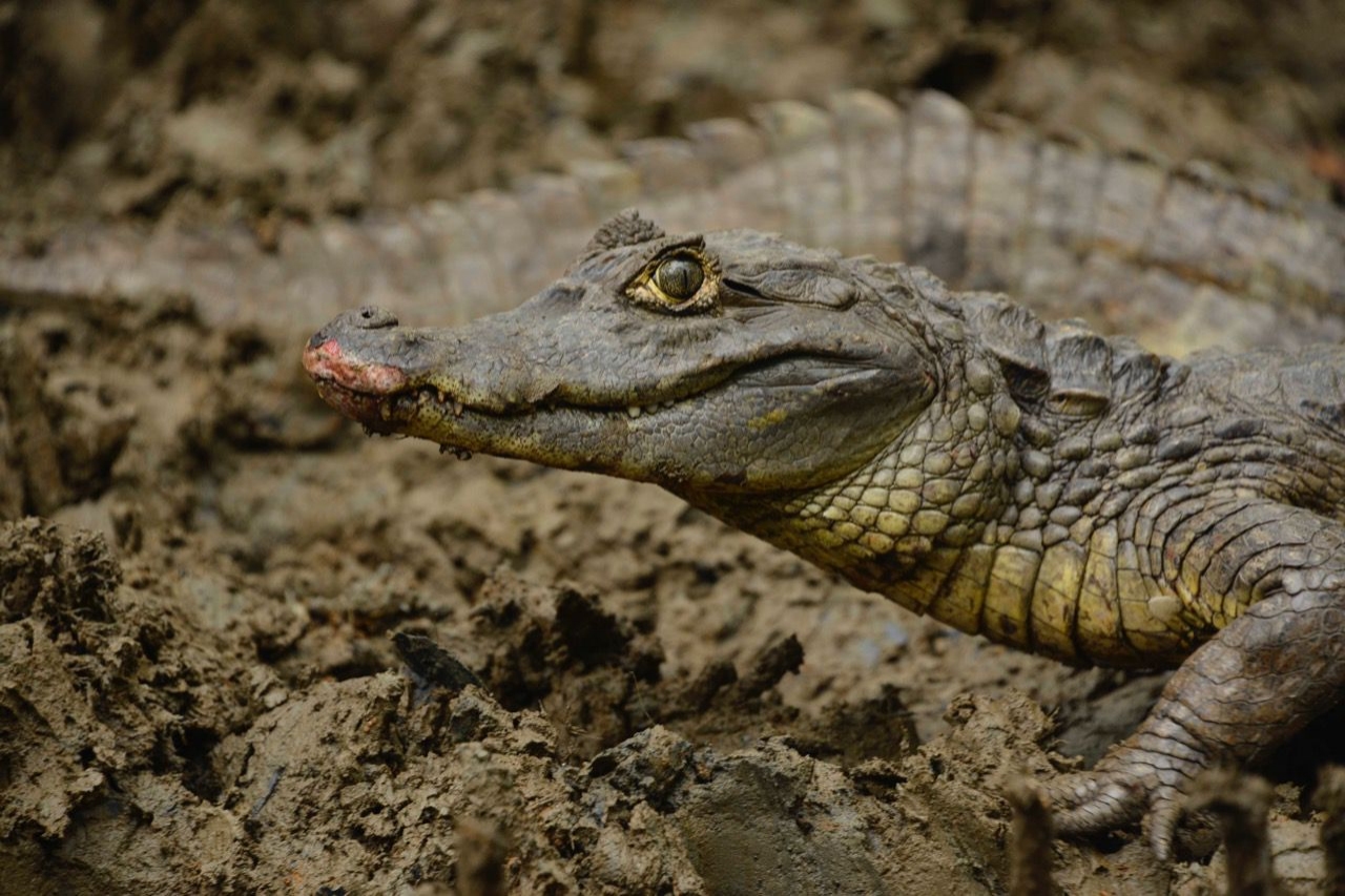 29 individuos de fauna silvestre fueron liberados en Buenaventura