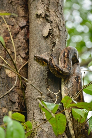 29 individuos de fauna silvestre fueron liberados en Buenaventura