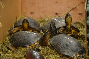 29 individuos de fauna silvestre fueron liberados en Buenaventura