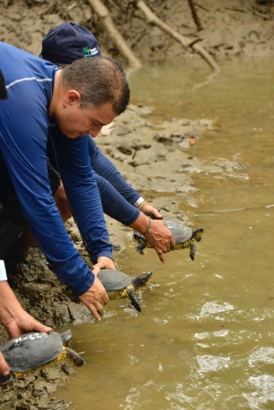 29 individuos de fauna silvestre fueron liberados en Buenaventura