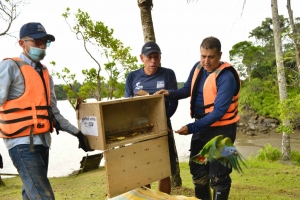 29 individuos de fauna silvestre fueron liberados en Buenaventura