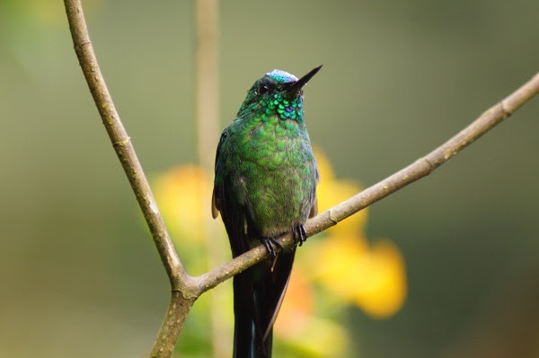 El Valle del Cauca quiere puntear en las cifras de avistamiento de aves