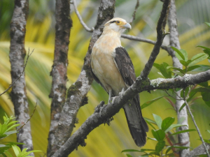 Se refuerza el monitoreo de aves en Buenaventura