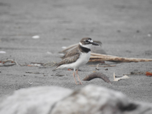 Se refuerza el monitoreo de aves en Buenaventura