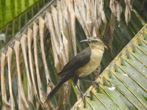 Se refuerza el monitoreo de aves en Buenaventura