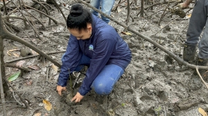 Se realizó siembra masiva de mangle en Buenaventura