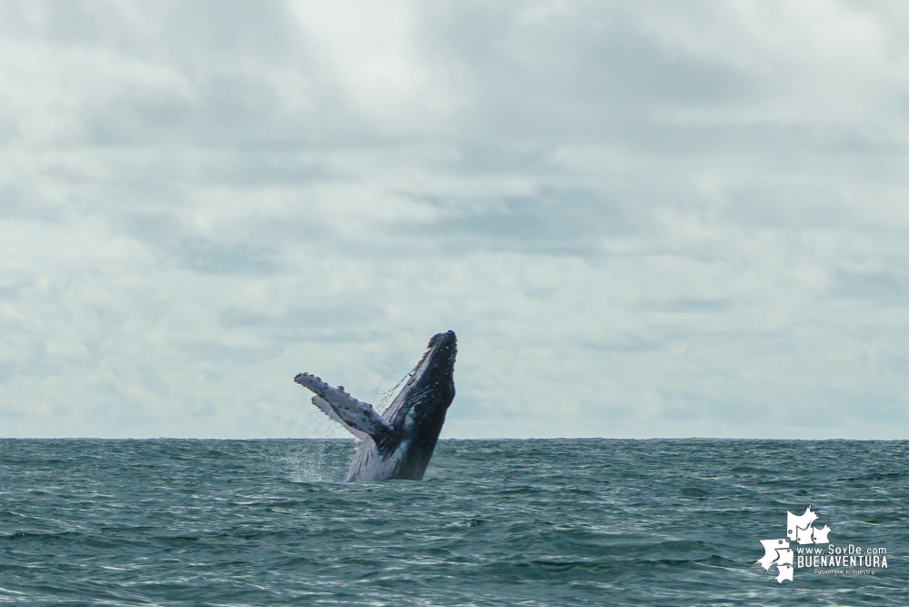 Ya está en marcha la temporada de avistamiento de ballenas en Buenaventura