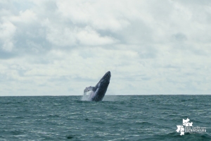 Desde el 15 de julio se dio la apertura de la temporada de avistamiento de ballenas 2022 en Juanchaco, Buenaventura