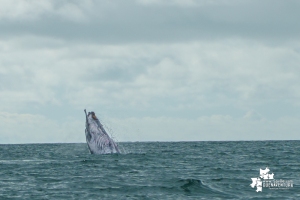 Desde el 15 de julio se dio la apertura de la temporada de avistamiento de ballenas 2022 en Juanchaco, Buenaventura