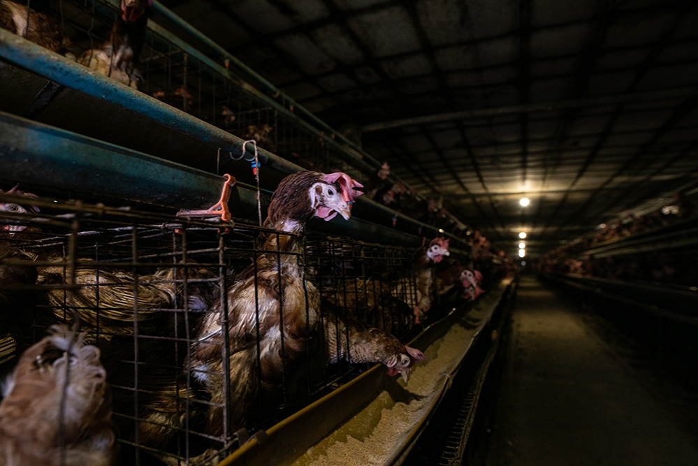 Gallinas ponedoras enjauladas sufren vidas de intenso temor, según estudio