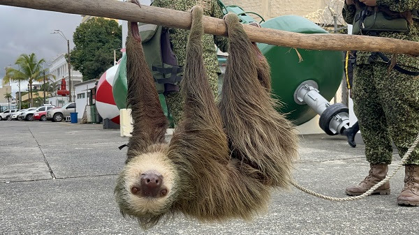 Fueron rescatados tres perezosos que iban a ser convertidos en alimento