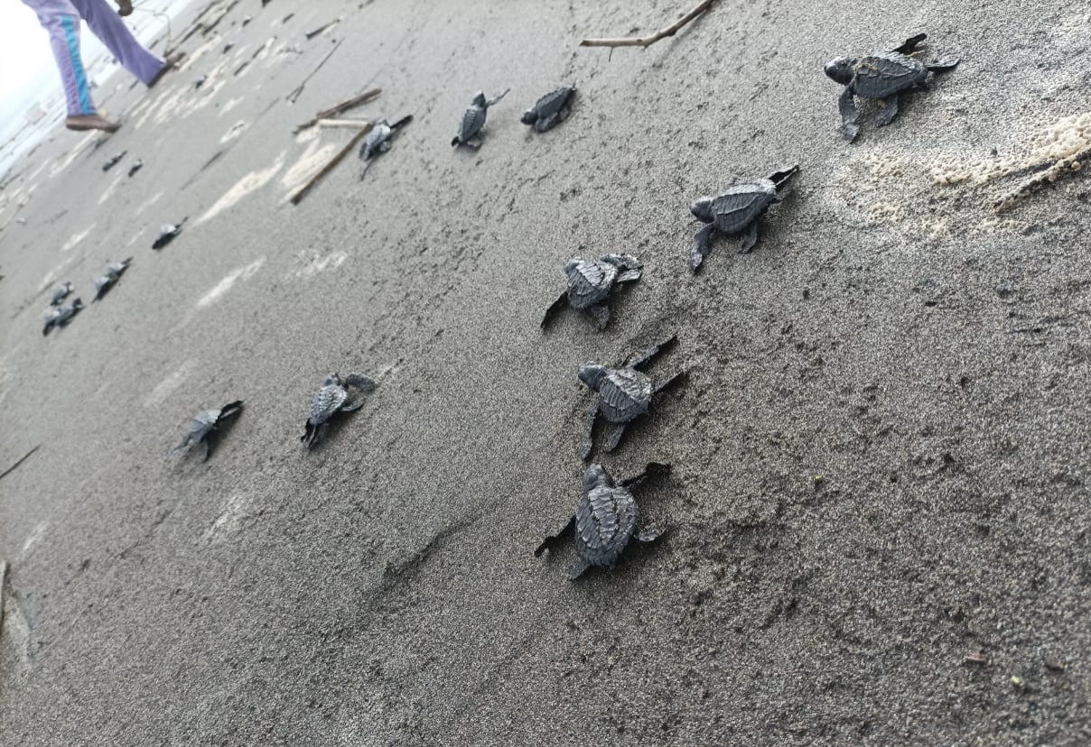 282 tortugas marinas partieron hacia la libertad desde las playas de Buenaventura, Valle del Cauca 