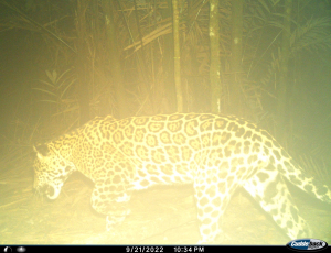 La comunidad de Buenaventura quiere saber más sobre su fauna silvestre, usando la tecnología