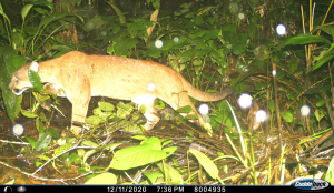 La comunidad de Buenaventura quiere saber más sobre su fauna silvestre, usando la tecnología