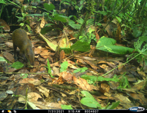 La comunidad de Buenaventura quiere saber más sobre su fauna silvestre, usando la tecnología