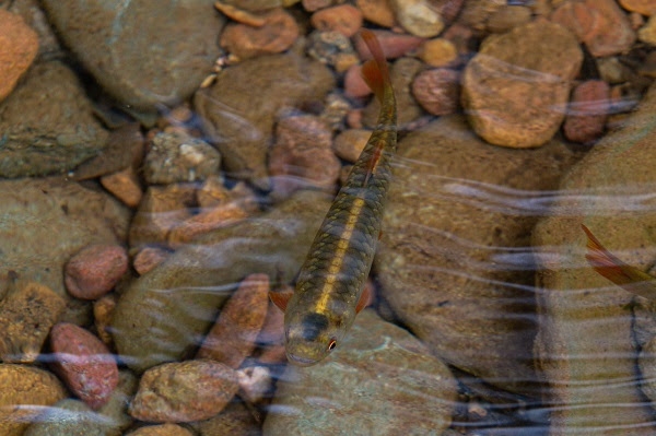 Conozca el sorprendente acuario natural de San Cipriano