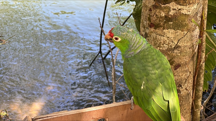 Buenaventura se convirtió en un puerto de libertad para 51 especies de fauna