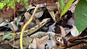 Buenaventura se convirtió en un puerto de libertad para 51 especies de fauna